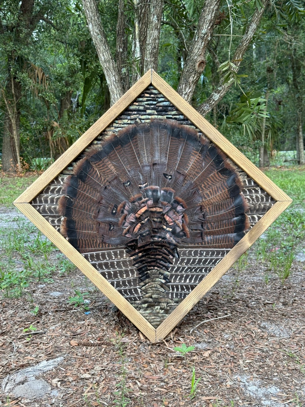 Turkey fan with wings mounted in a diamond wooden frame