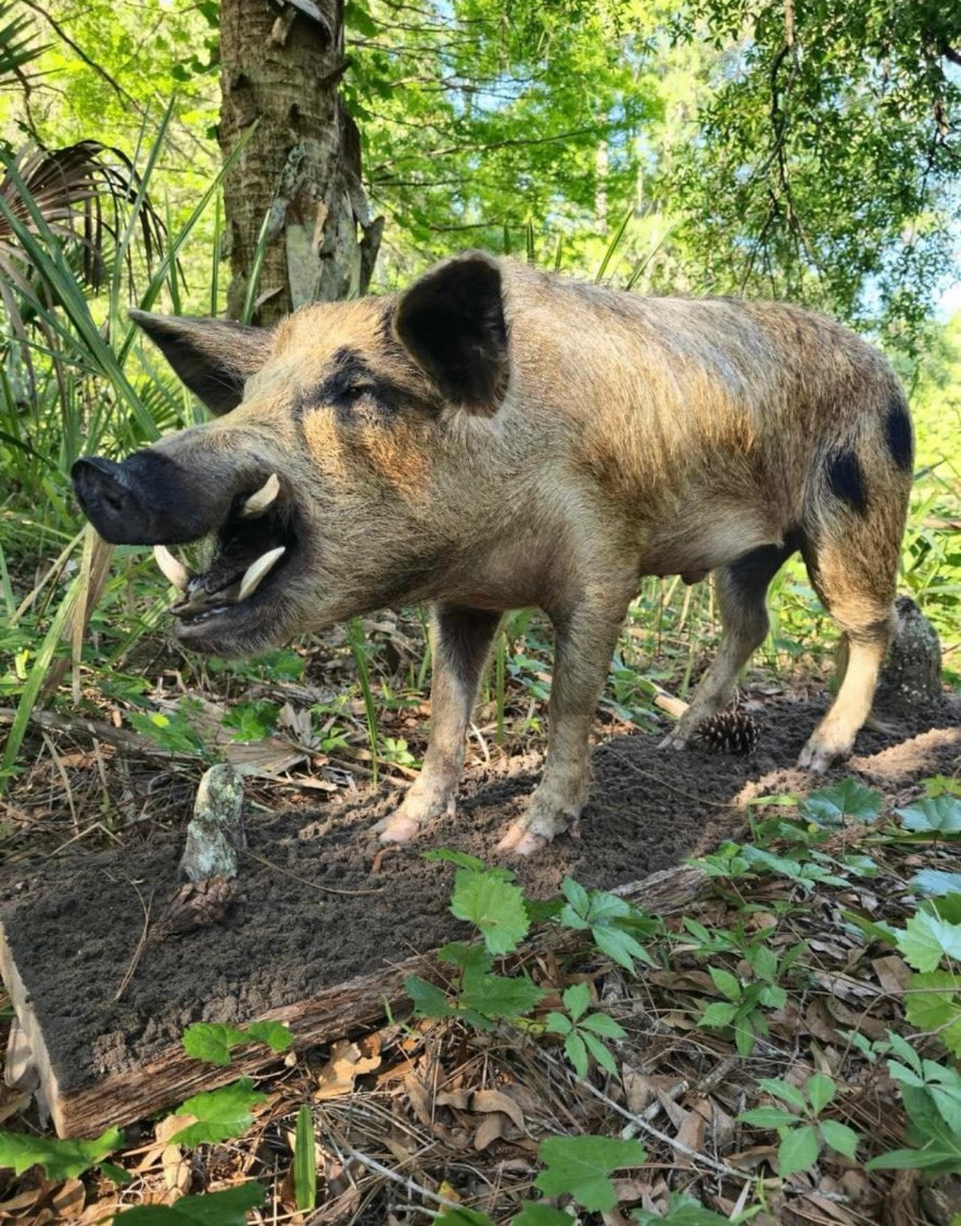 Full body hog mount rooting on a forest-floor base