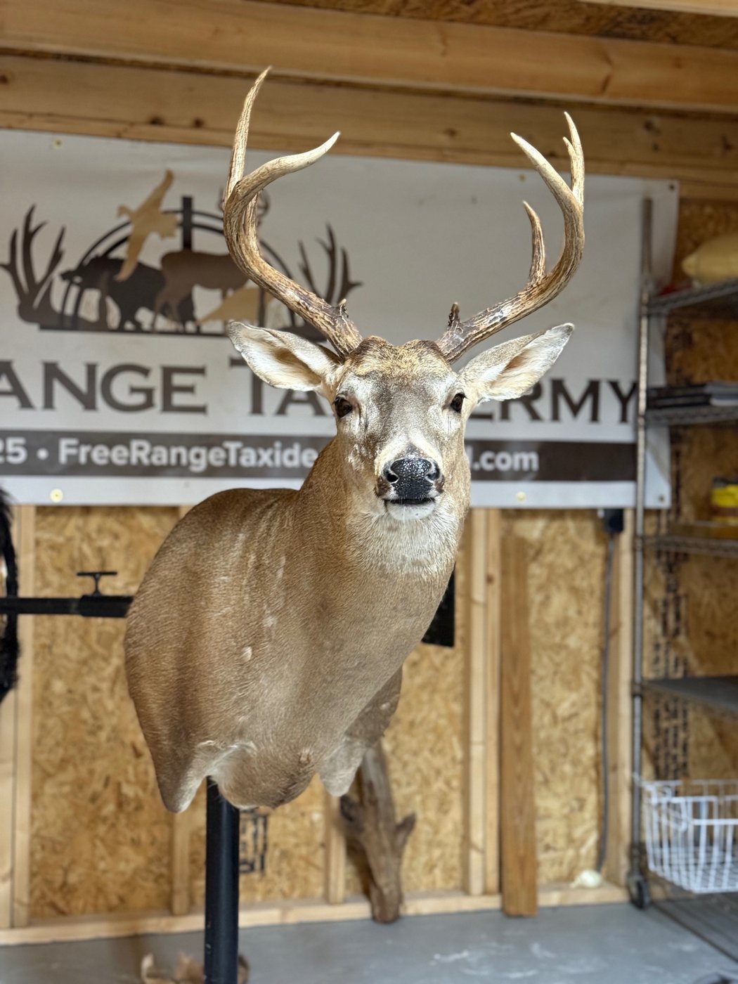 Whitetail buck shoulder mount facing forward in the shop