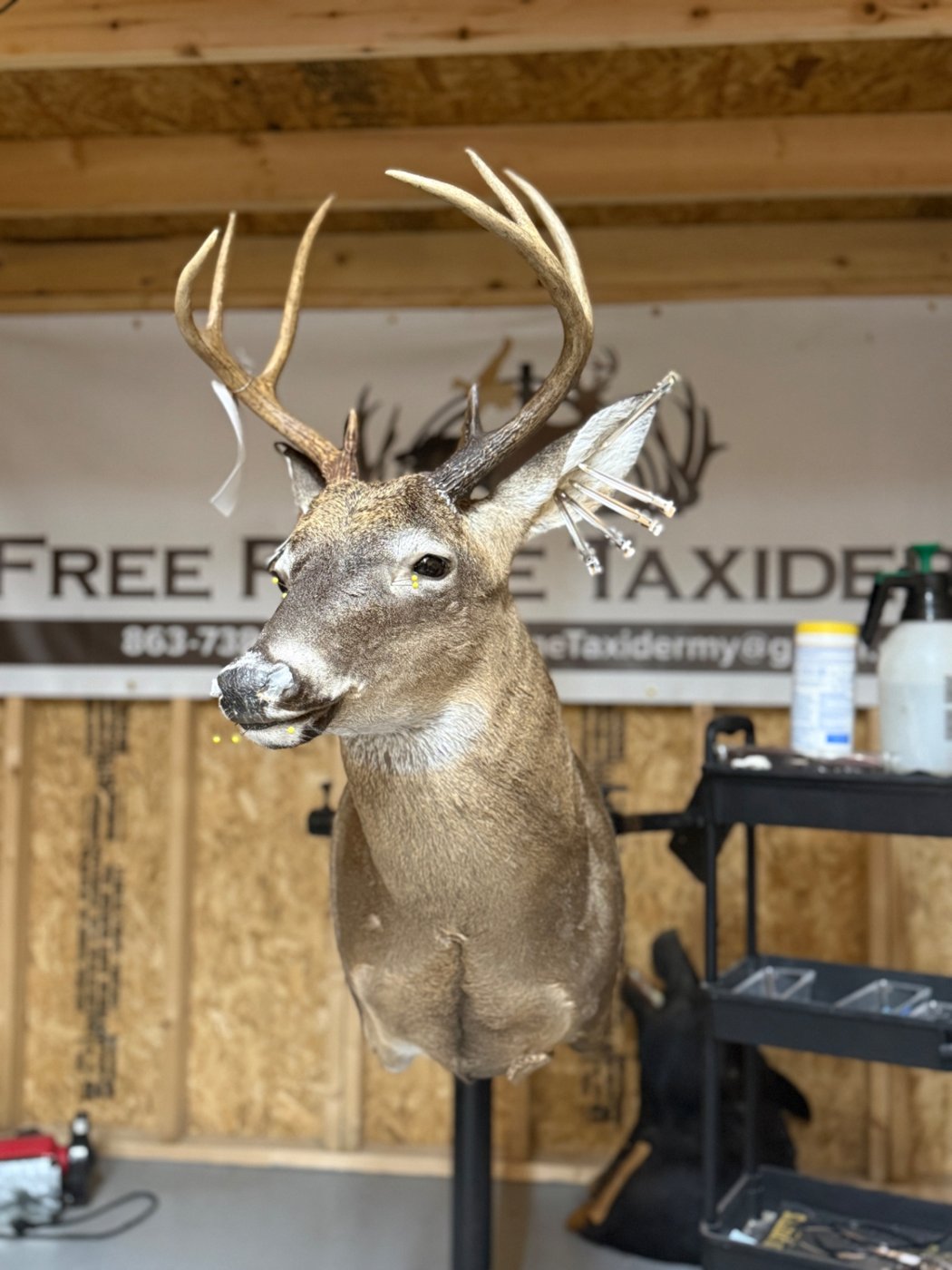 Whitetail shoulder mount drying on the stand, ears pinned