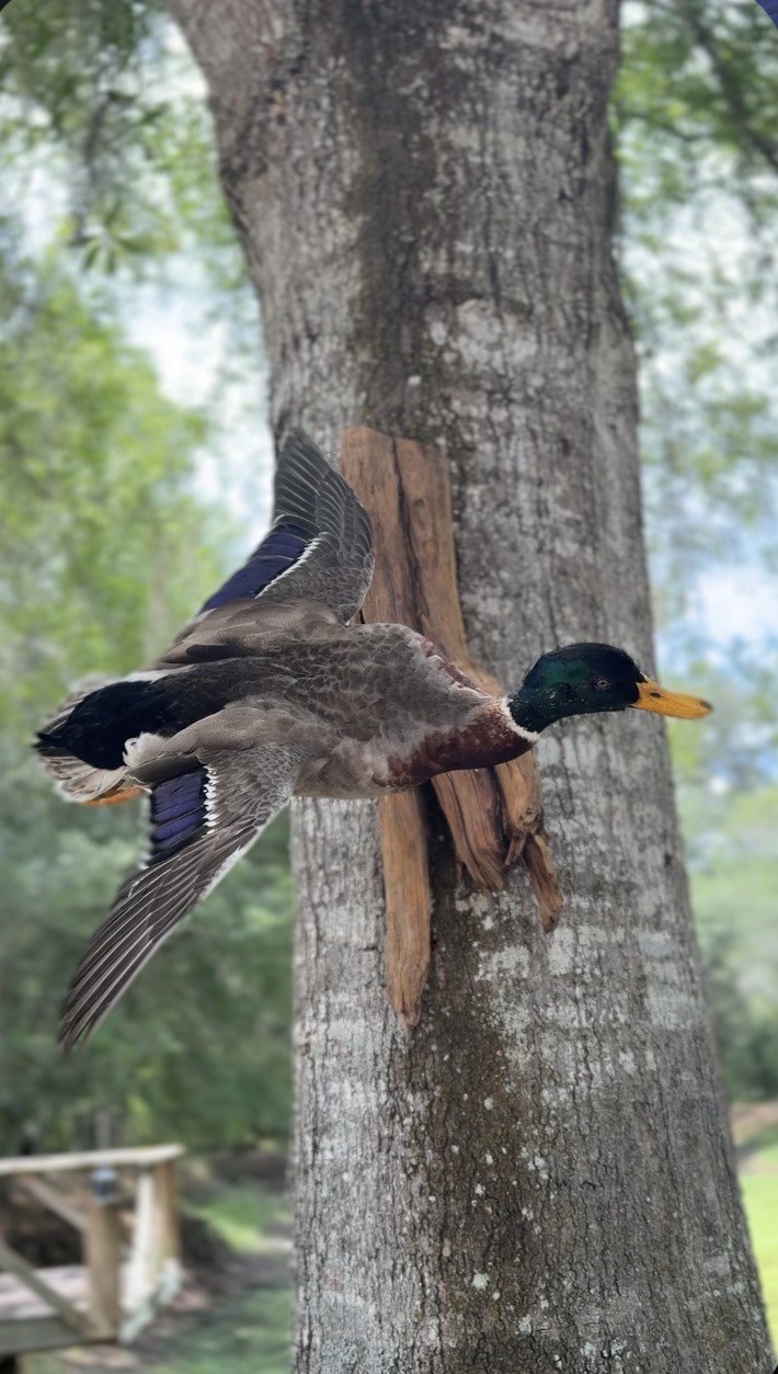 Flying mallard duck mount on a tree trunk