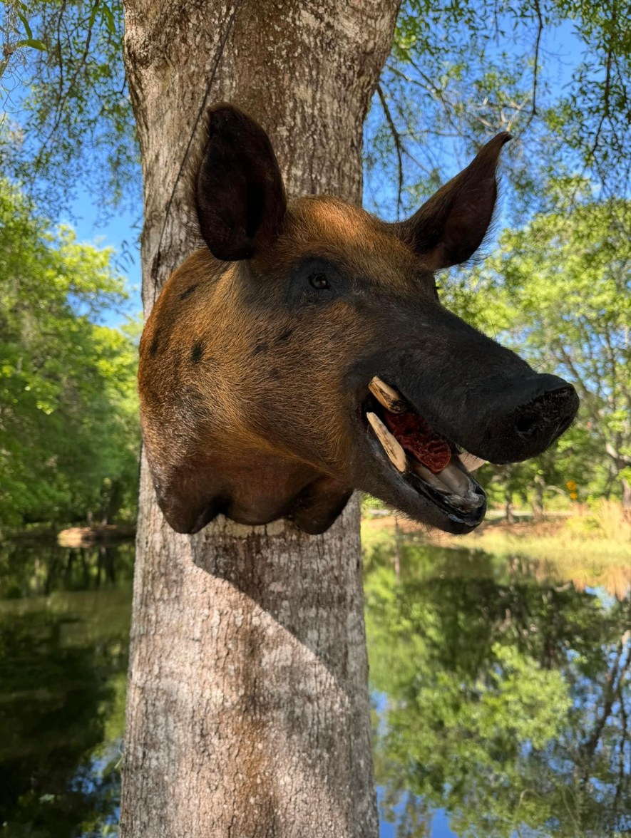 Red hog shoulder mount on a tree beside a pond