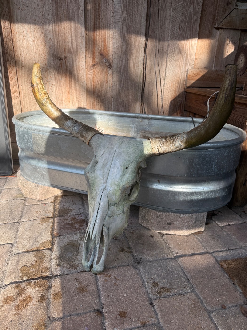 Longhorn skull European mount with horns spread by a water trough
