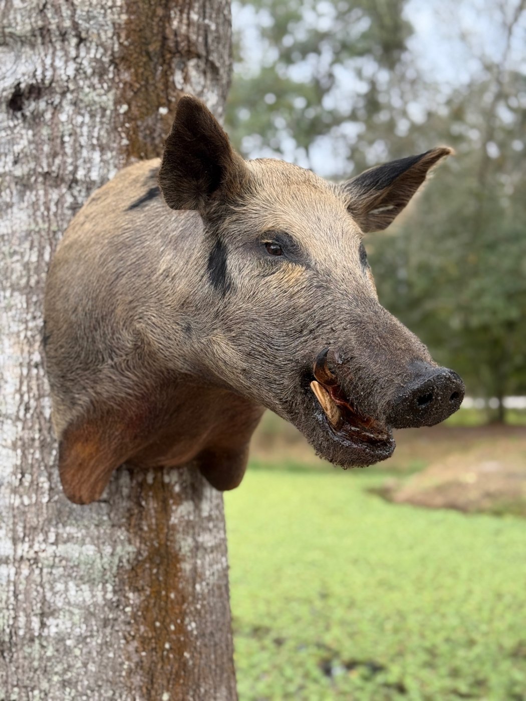 Wild hog shoulder mount on a tree, tusks showing