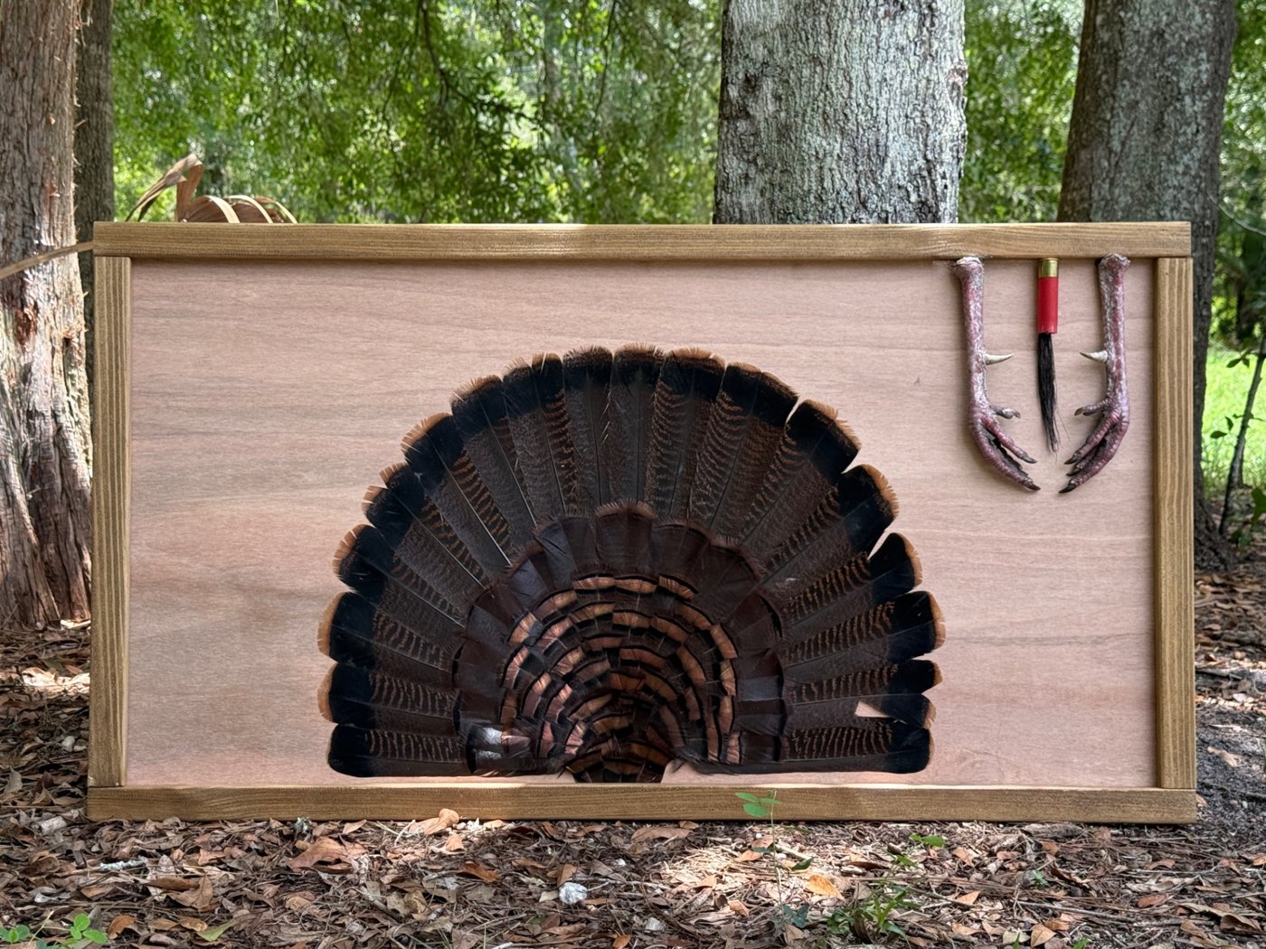 Framed turkey fan panel with legs, spurs, beard and shotgun shell