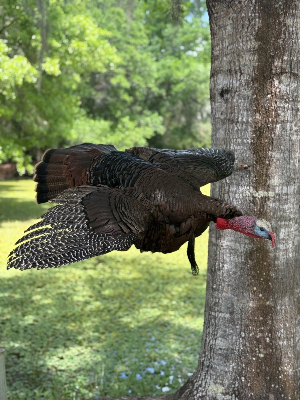 Full body turkey mount in flight, mounted on a tree trunk
