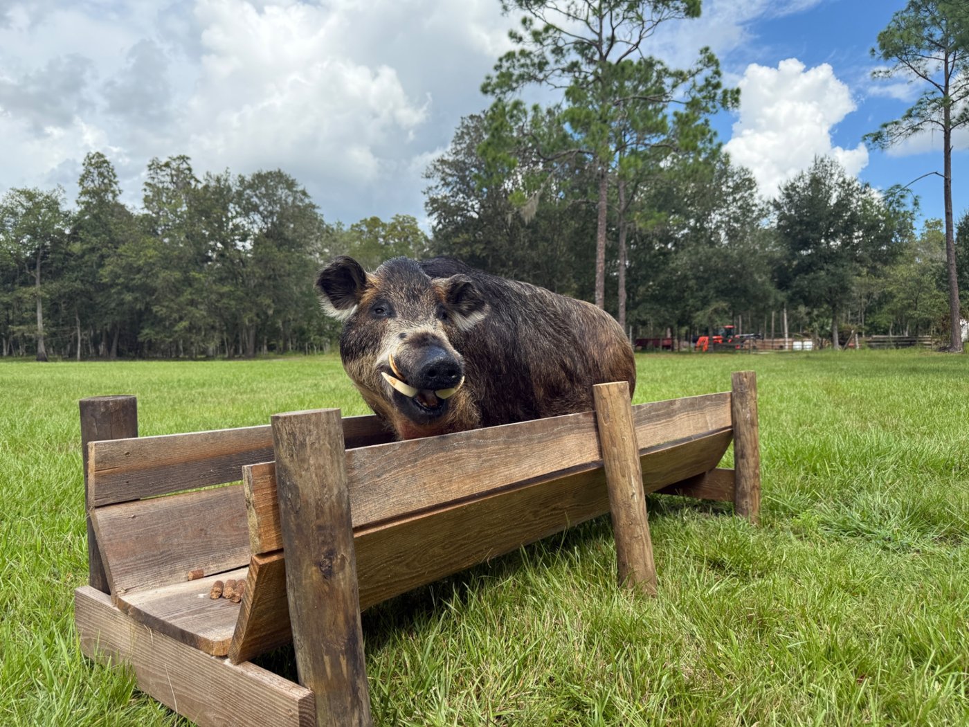 Full body wild hog mount standing at a wooden feed trough