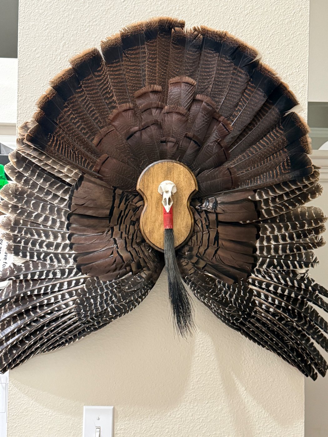 Turkey fan with spread wings, skull and beard on a wood plaque