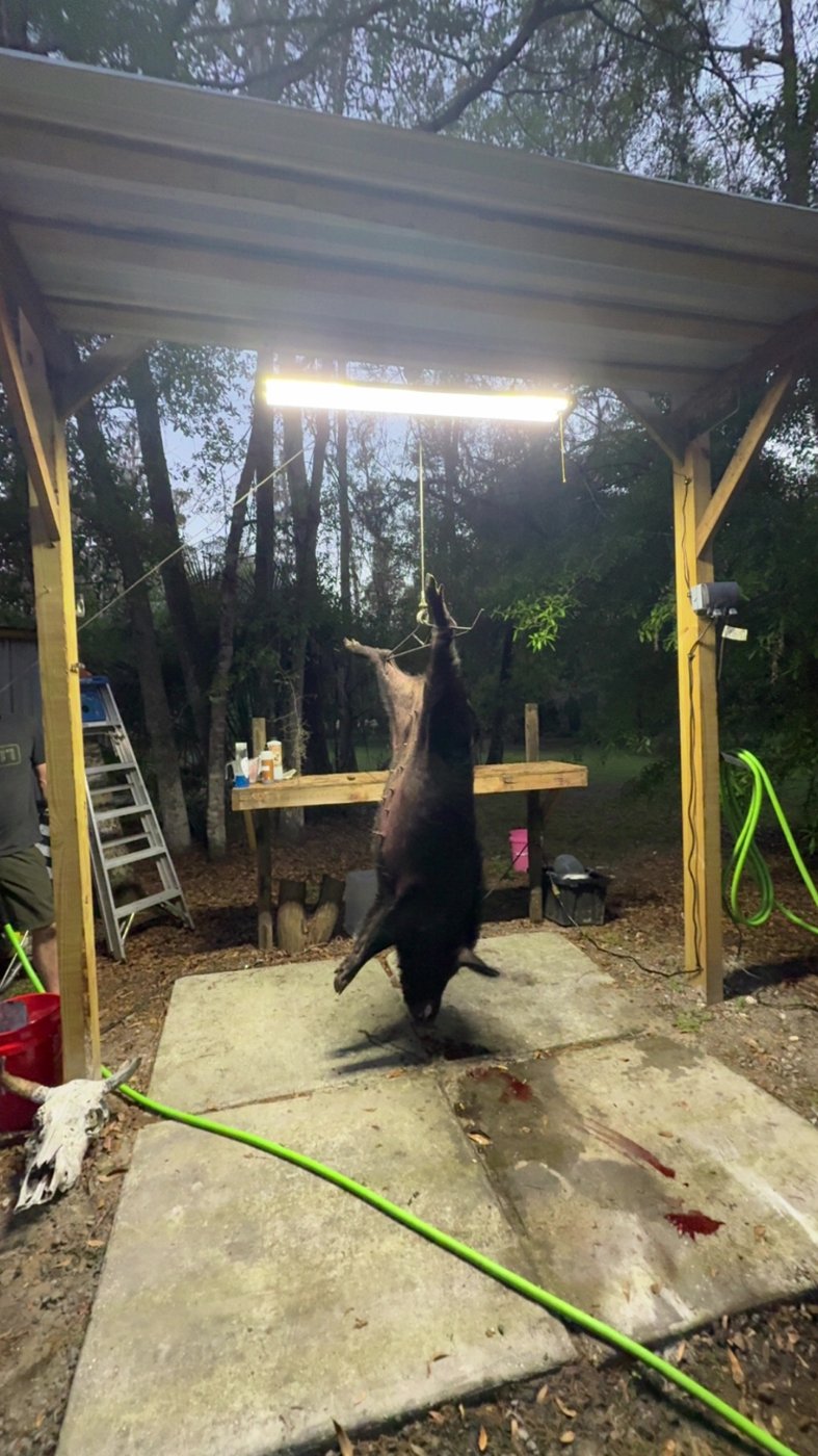 Black bear hanging for skinning under the processing shed